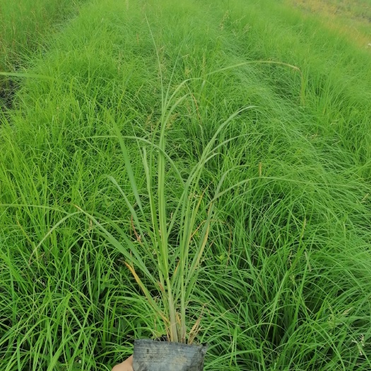 成都狼尾草 出售紫穗浪尾草，紫穗浪尾草小杯苗