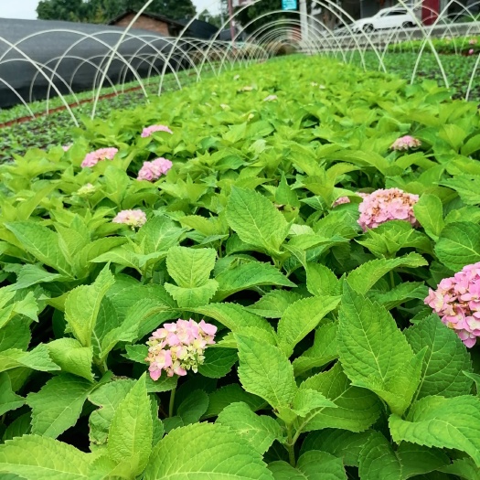 成都 出售精品绣球花无尽夏，双色杯无尽夏
