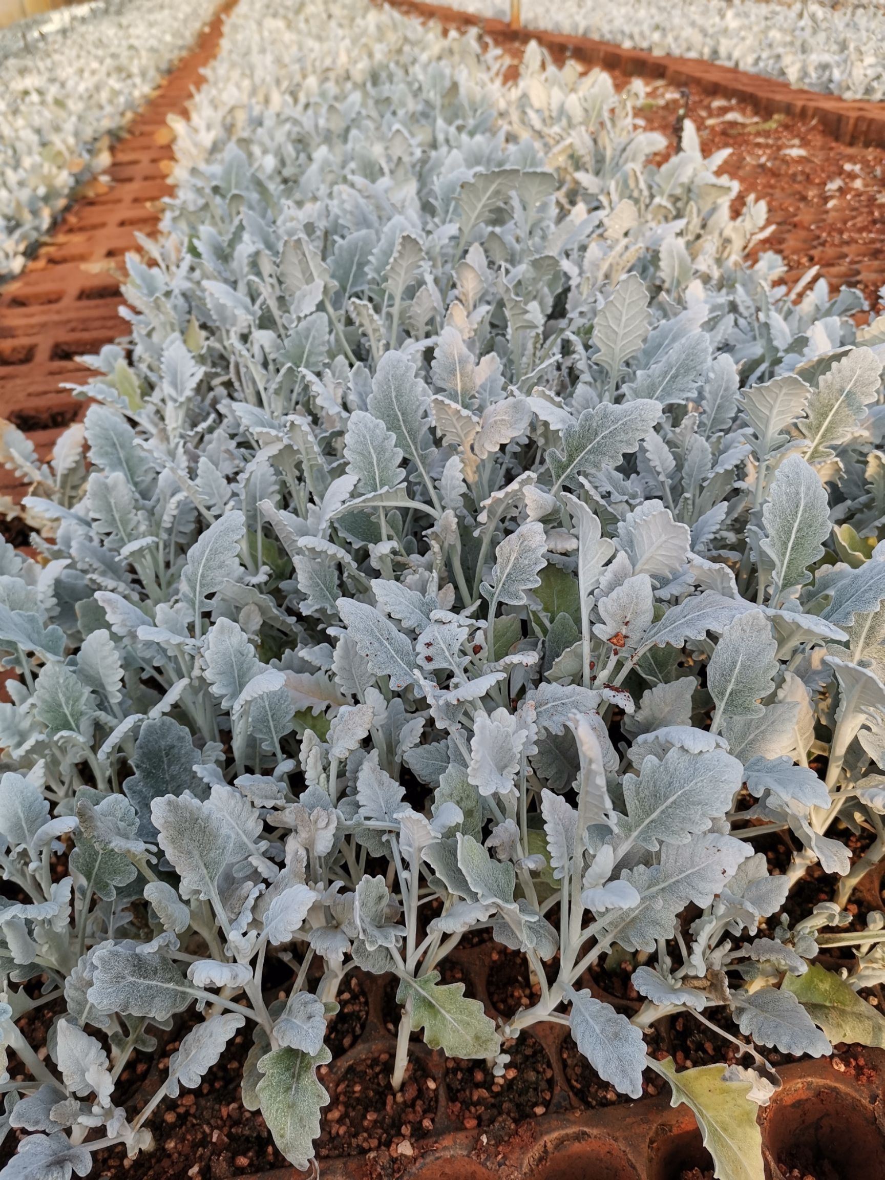 银叶菊银叶菊种苗银叶菊花种苗观赏叶