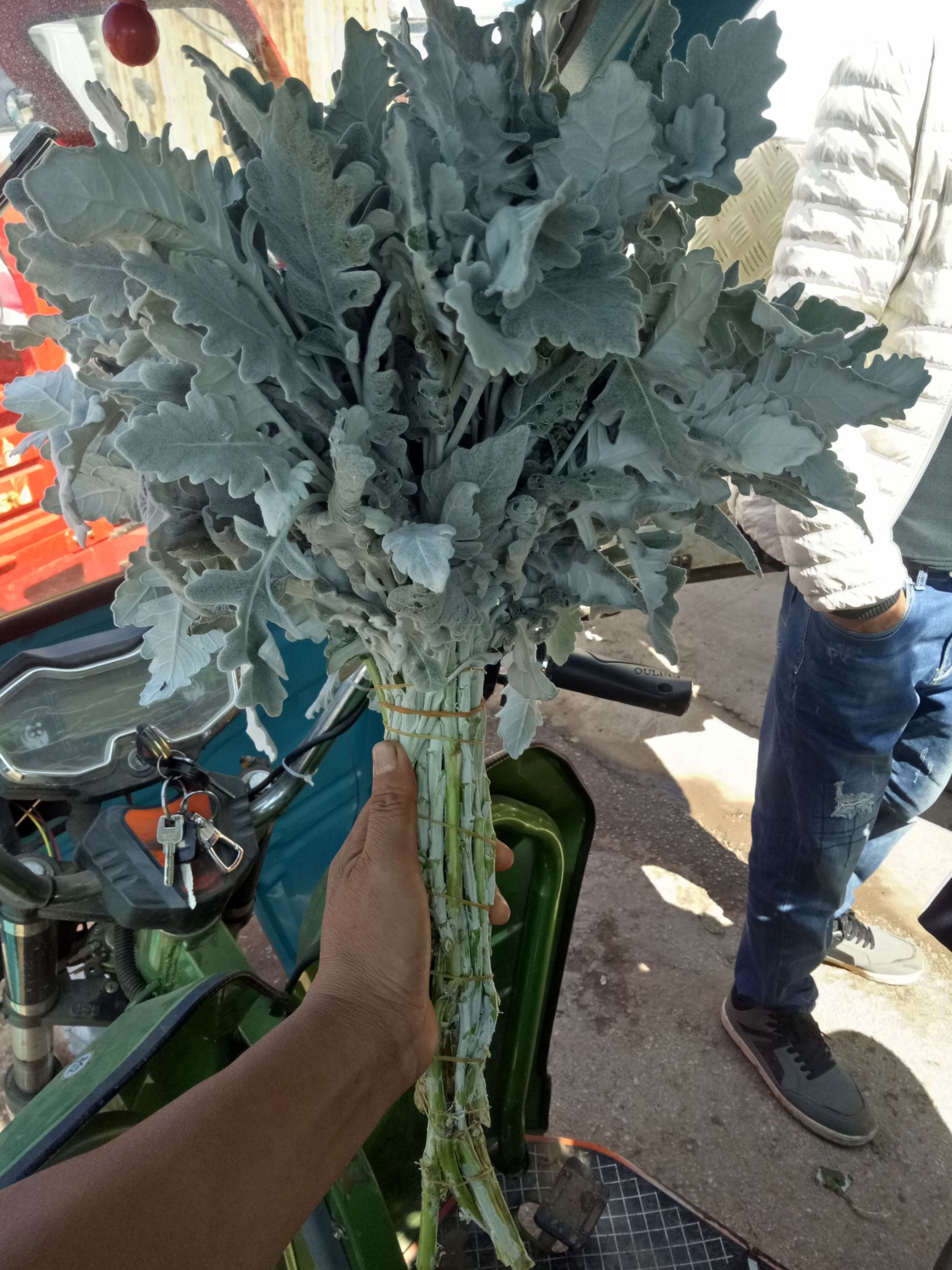 银叶菊银叶菊种苗银叶菊花种苗观赏叶