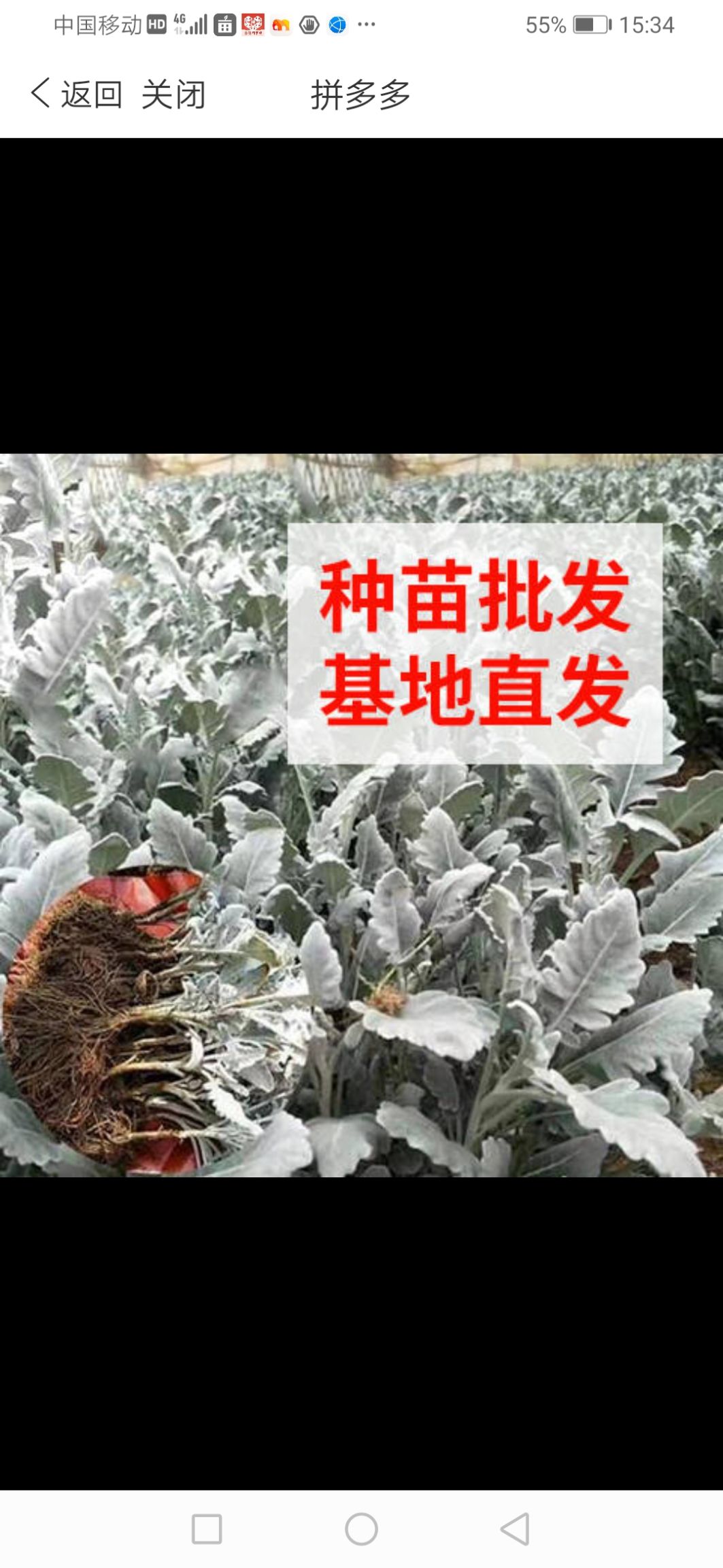 银叶菊银叶菊种苗银叶菊花种苗观赏叶