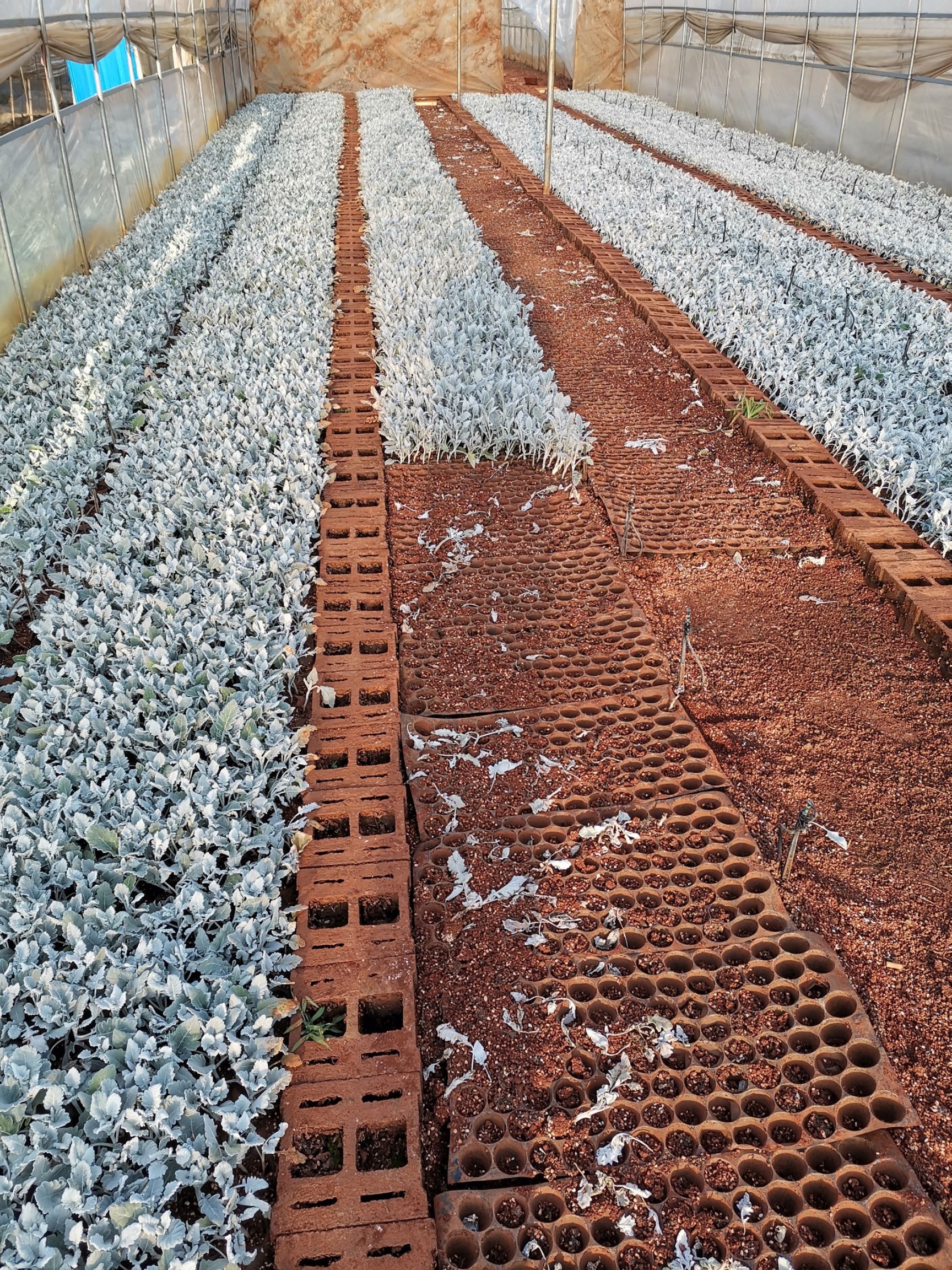 银叶菊银叶菊种苗银叶菊花种苗观赏叶