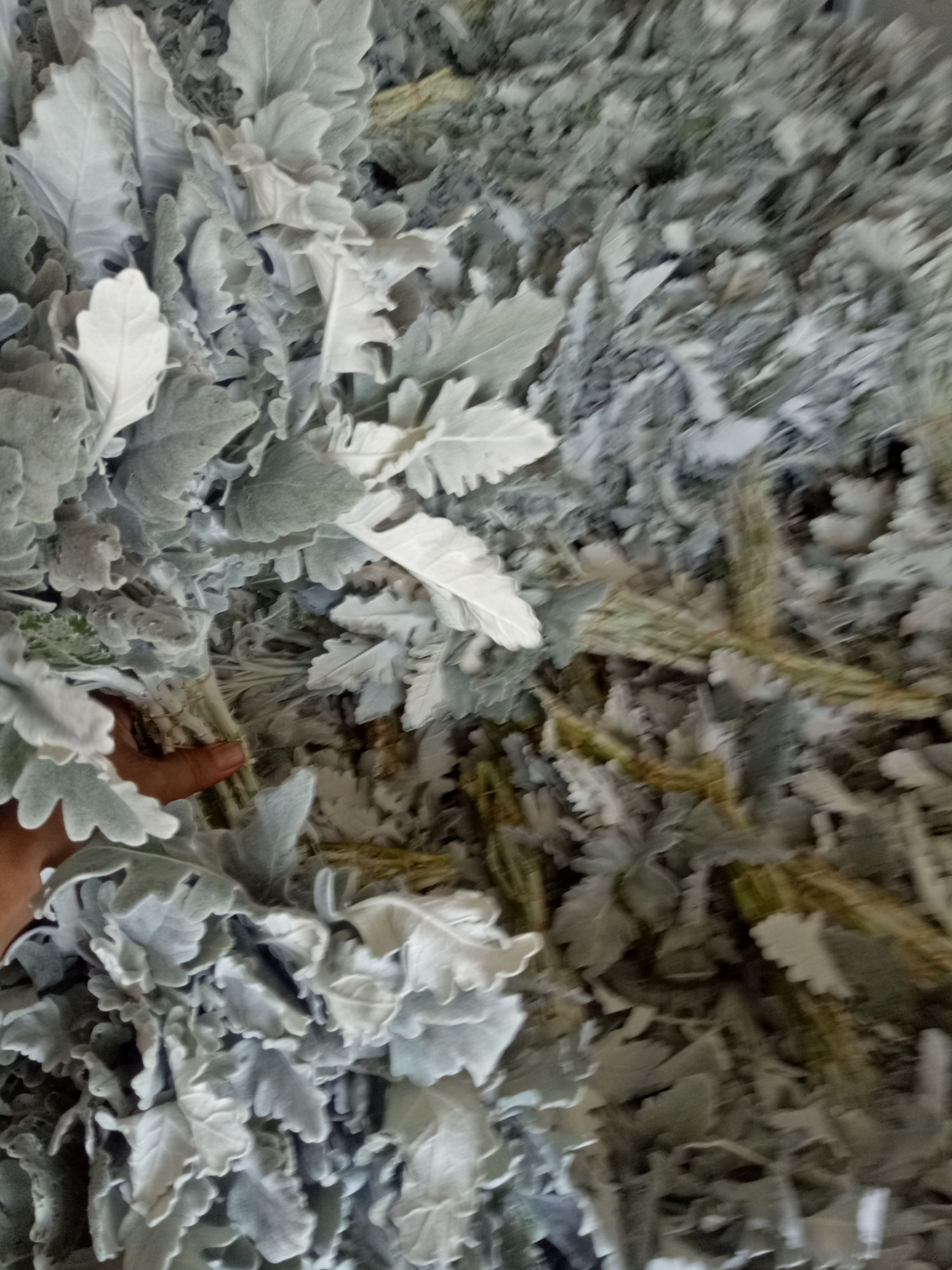 银叶菊银叶菊种苗银叶菊花种苗观赏叶