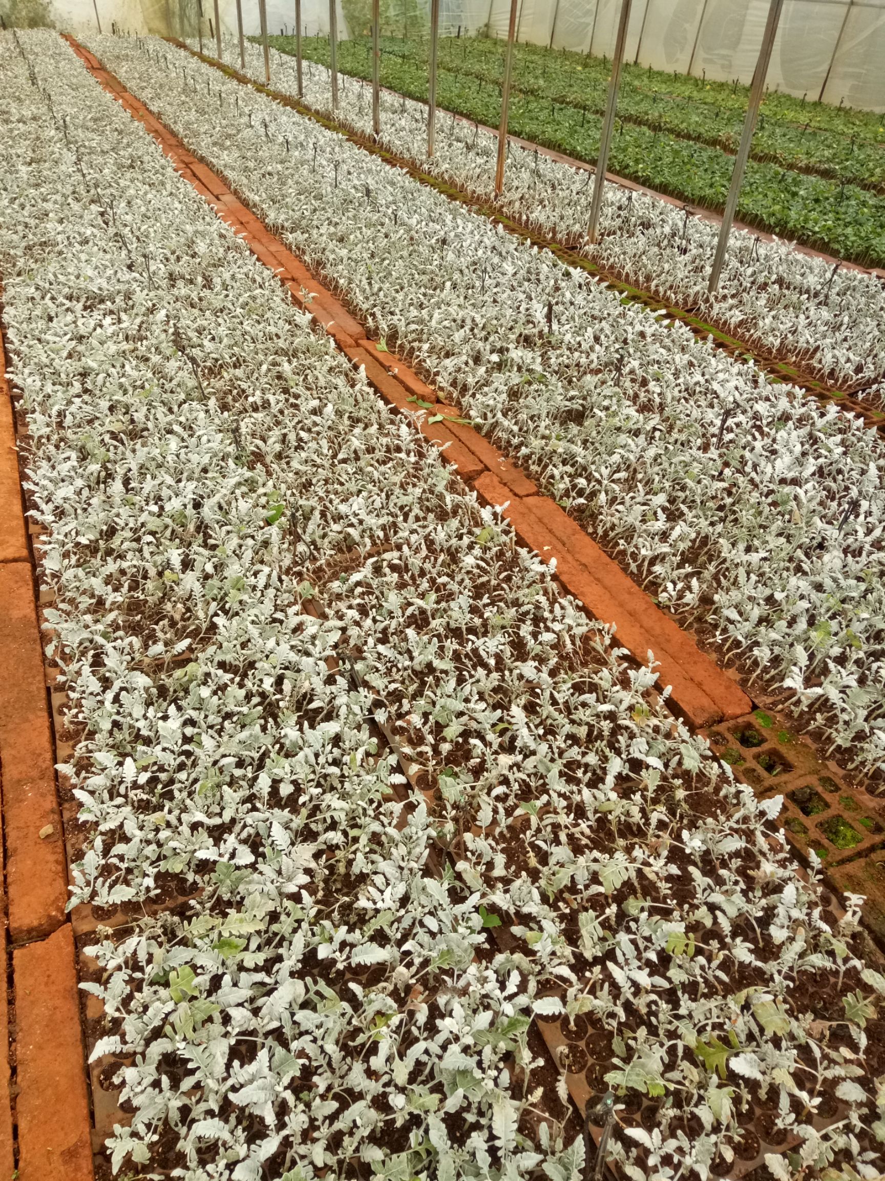 银叶菊银叶菊种苗银叶菊花种苗观赏叶
