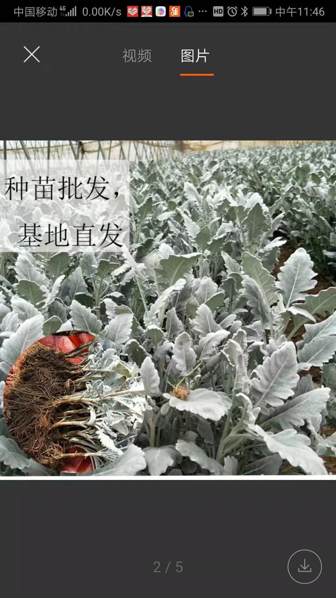 银叶菊银叶菊种苗银叶菊花种苗观赏叶