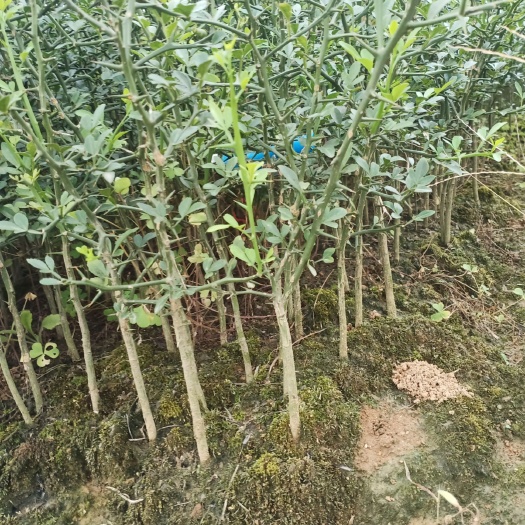 阳朔县 枳壳苗