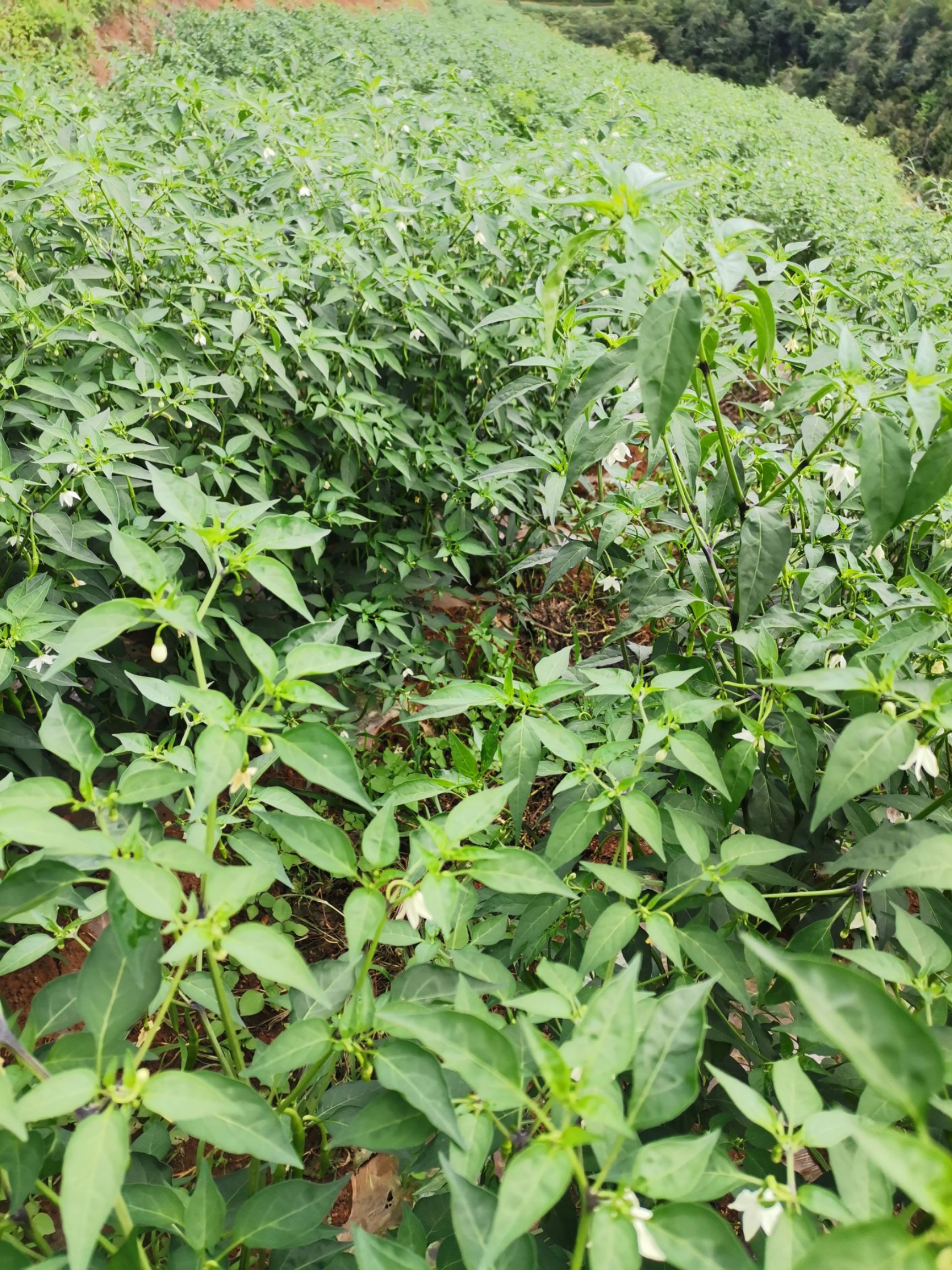 小米椒 云南小米辣