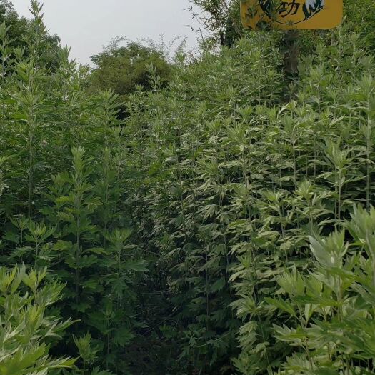 蕲春县 蕲艾草