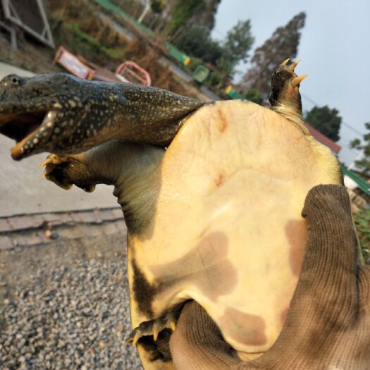 潜江市大湖小溪Ye生甲鱼