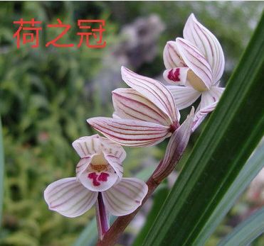 永平县 莲瓣兰荷瓣花荷之冠，株形高大，大宽叶花大出架，瓣型规矩优秀。