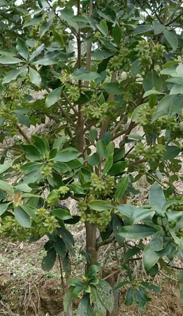 八角樹苗種子苗,古龍基地直髮