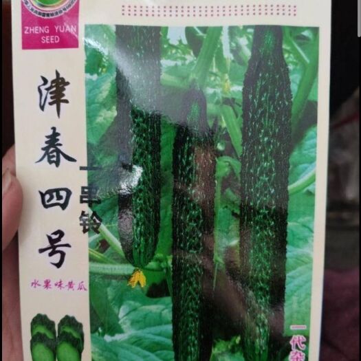郑州 黄瓜种子津春四号黄瓜种子（一串铃）水果味黄瓜种子！