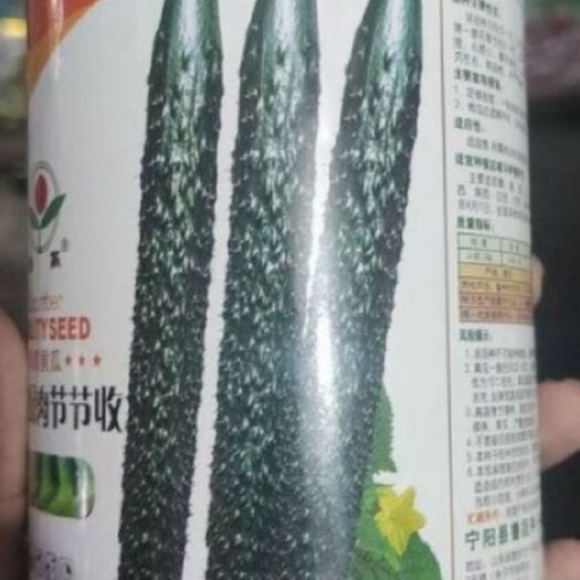 郑州 黄瓜种子，口感好！