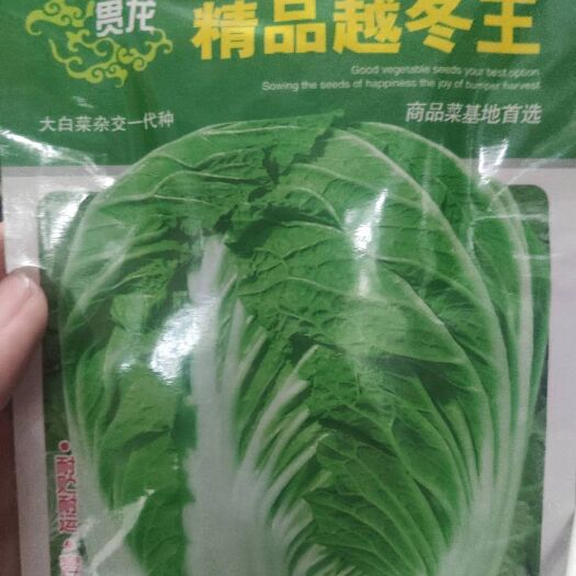 郑州大白菜种子  白菜种子，精品越冬王白菜种子，耐贮耐运耐贮
