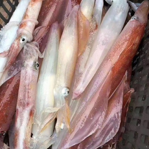 饶平县 海钓大鱿鱼一口鱿鱼新鲜水产海鲜无泡水大鱿鱼不缩水