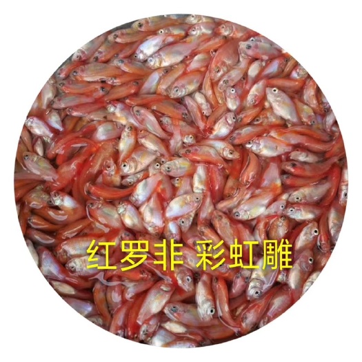 高州市红罗非鱼苗