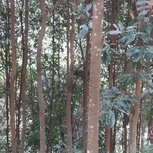 会泽县 肉桂