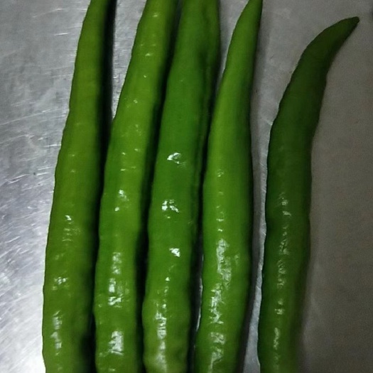 乐陵市 新鲜羊角椒大量供应，欢迎新老客户光临