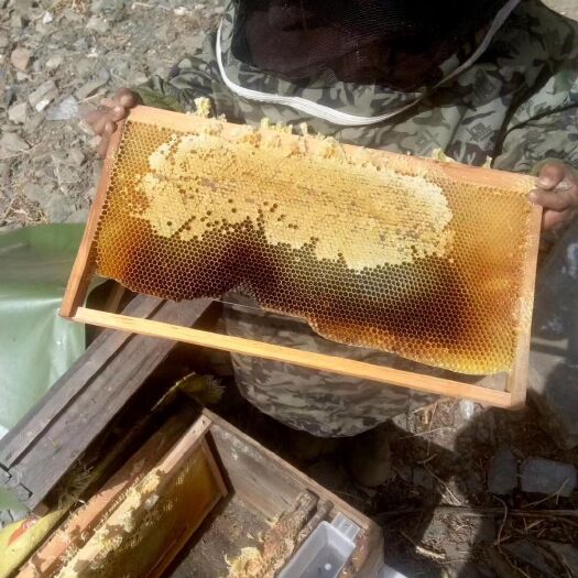 黑水县 天然，中药材花粉蜂蜜