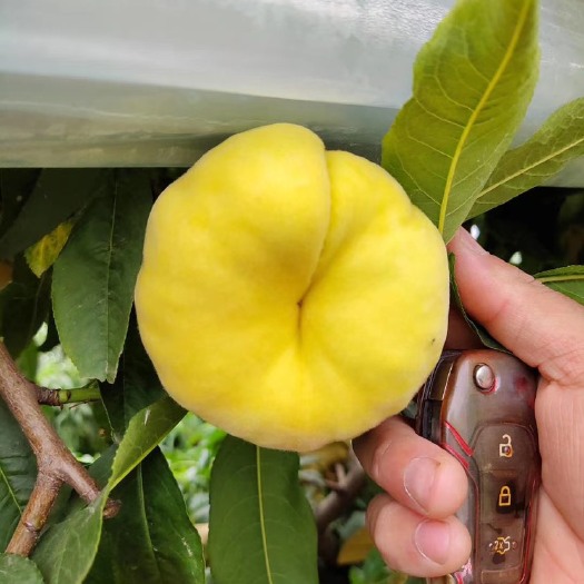 大荔县黄蟠桃  陕西渭南大荔万亩黄金潘桃大量上市糖度17左右