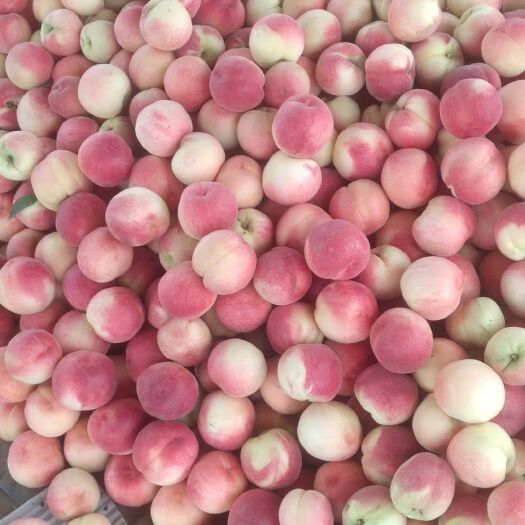 砀山县突围桃 85mm以上 4-5两
