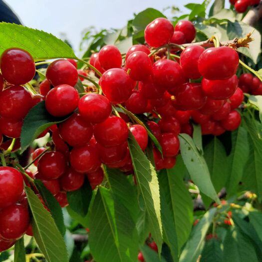 泰安 矮化布鲁克斯樱桃树苗 黄蜜樱桃树苗3年可以挂果5年进入丰产