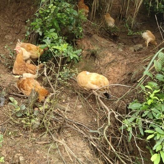 休宁县 仔公鸡2300羽，需要的可以联系，货在安徽黄山