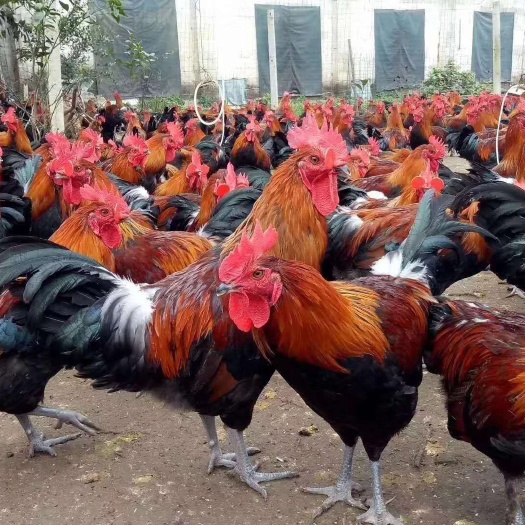 南宁各类肉鸡苗，大量供应芦花鸡，瑶鸡、三黄鸡，厂家直销质量保证！