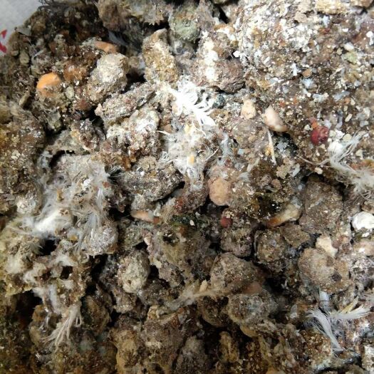 发酵干鸽粪