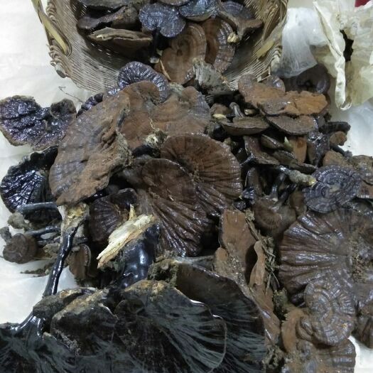 清流县福建三明  紫灵芝   天然   自采自销  【包邮】