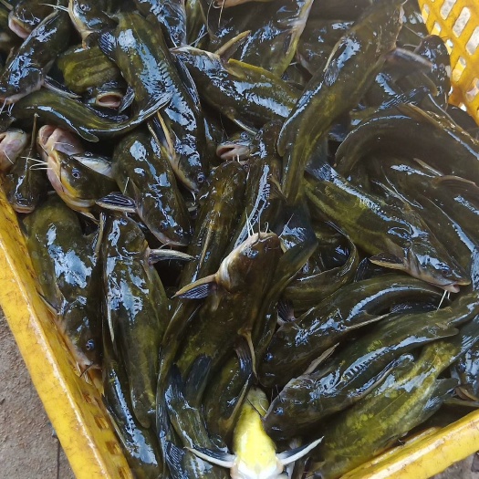 浦北县成品黄骨鱼黄颡鱼水库网箱养殖