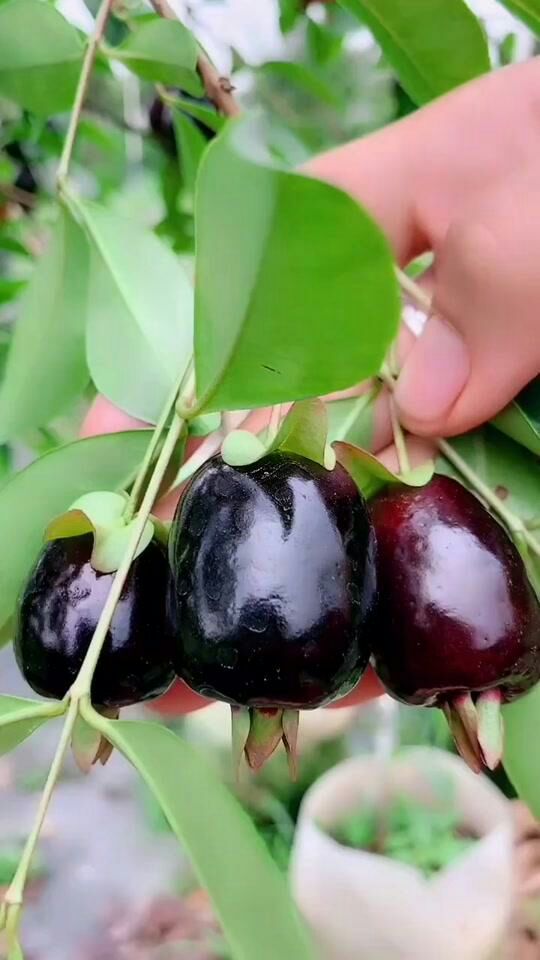 巴西樱桃苗 黑玫瑰大果樱桃,包邮带土带叶发货,易种植,天然维生素王