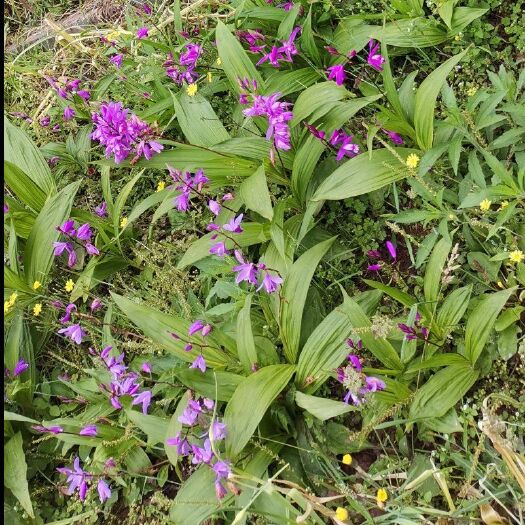 永善县紫花白芨苗 紫花三叉白芨