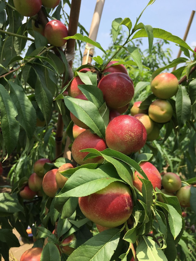 陕西珍珠油桃品质好，量大，产地直发