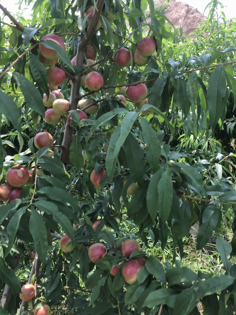 陕西珍珠油桃品质好，量大，产地直发