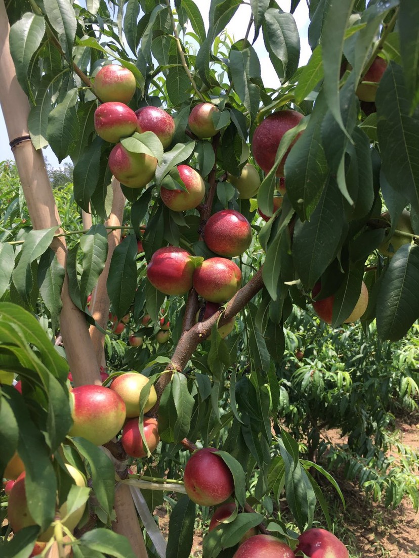 陕西珍珠油桃品质好，量大，产地直发