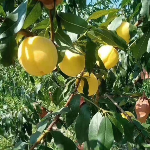 炎陵县 自己家果园的！炎陵黄桃