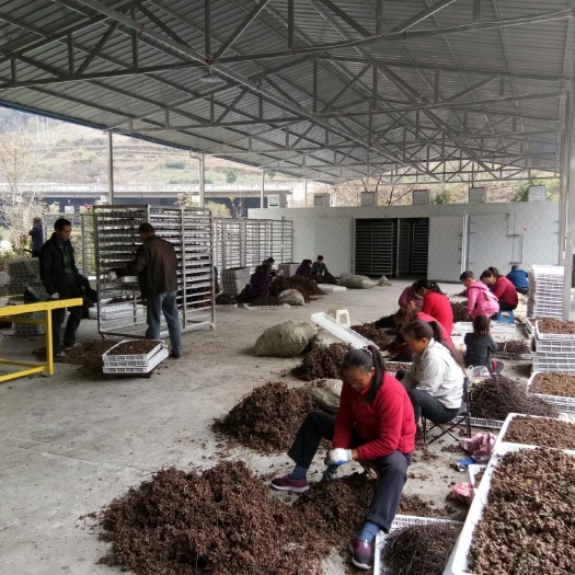 旬阳市干拐枣 陕西旬阳县神河镇拐枣烘烤基地