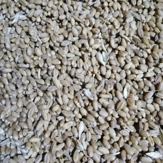 东明县白麦 欢迎选购