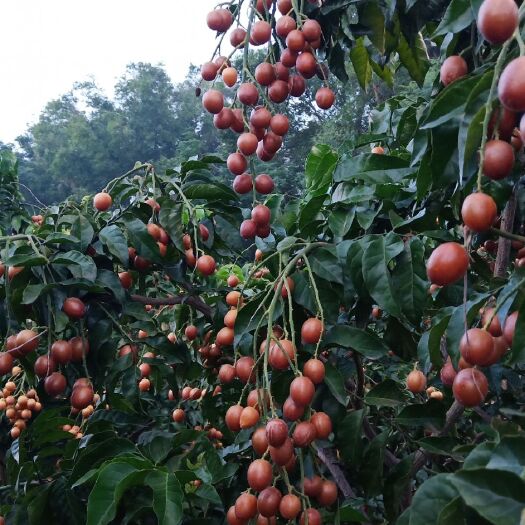 浦北县黑黄皮果苗  世界长寿浦北正宗黑黄皮发源地，长年供应