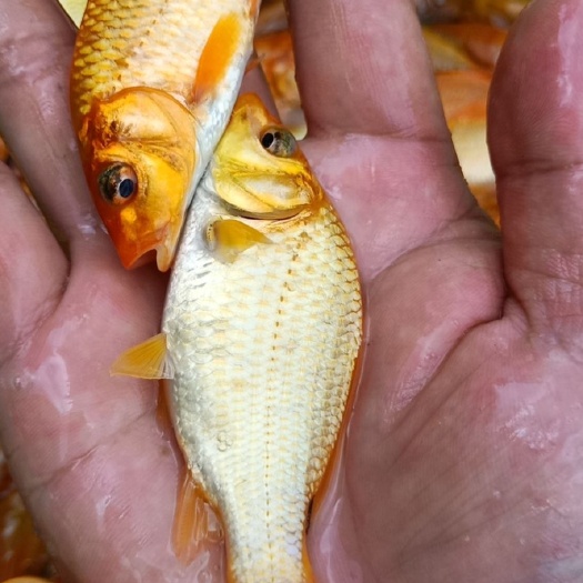 南宁 红鲤鱼苗，兴国红鲤，富贵红鲤