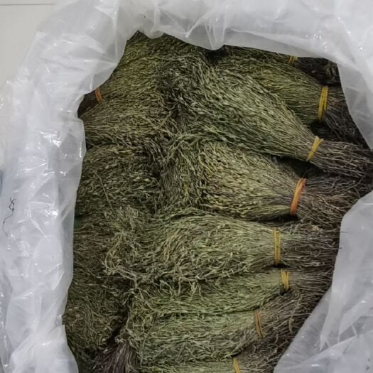 东兴市独脚柑 产地直接批发