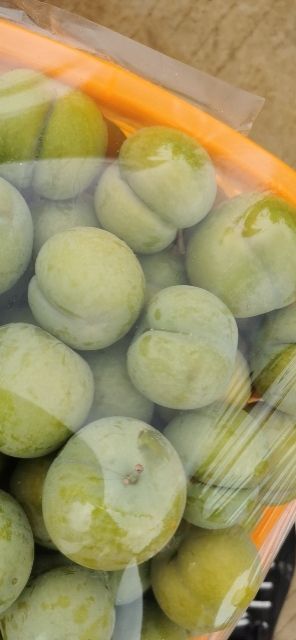 镇宁县蜂糖李树苗 2块一棵