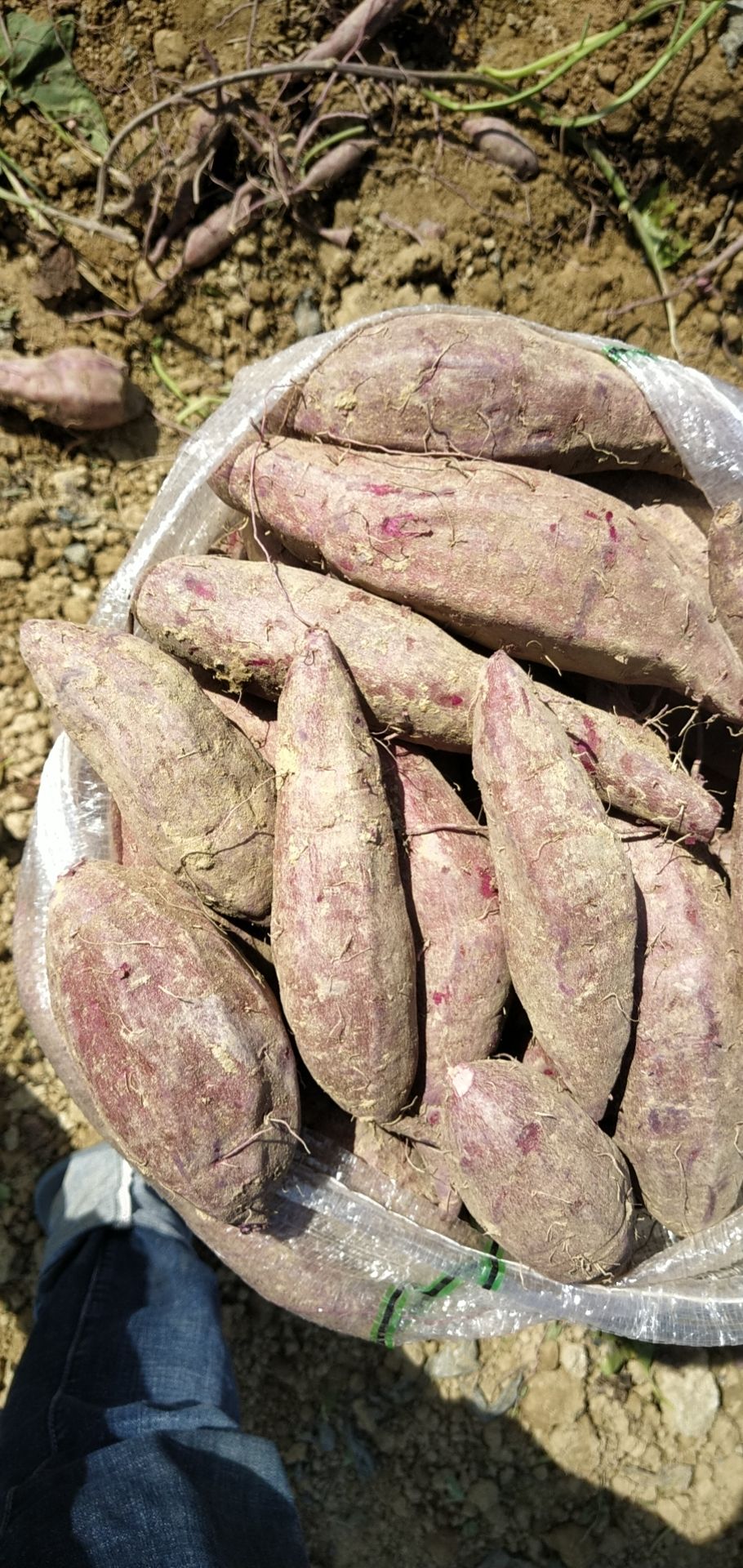  红薯(地瓜) 桂经8号，没虫眼，没苦味，品优价惠，欢迎下单