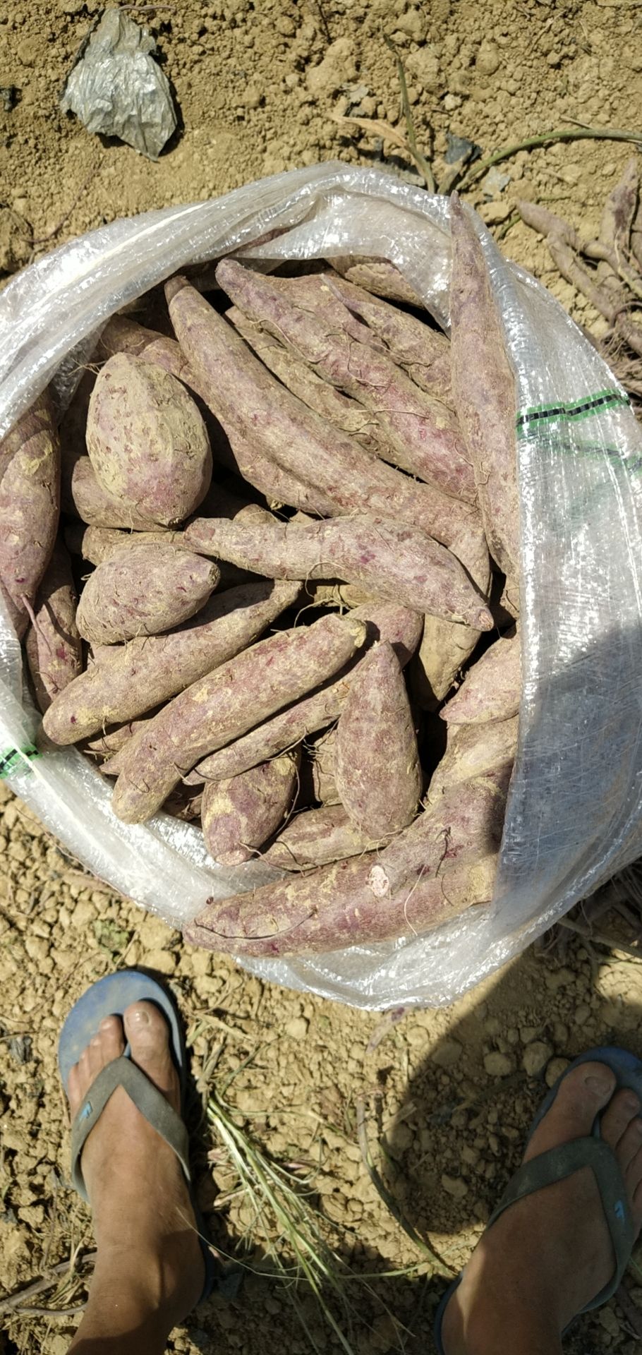  红薯(地瓜) 桂经8号，没虫眼，没苦味，品优价惠，欢迎下单