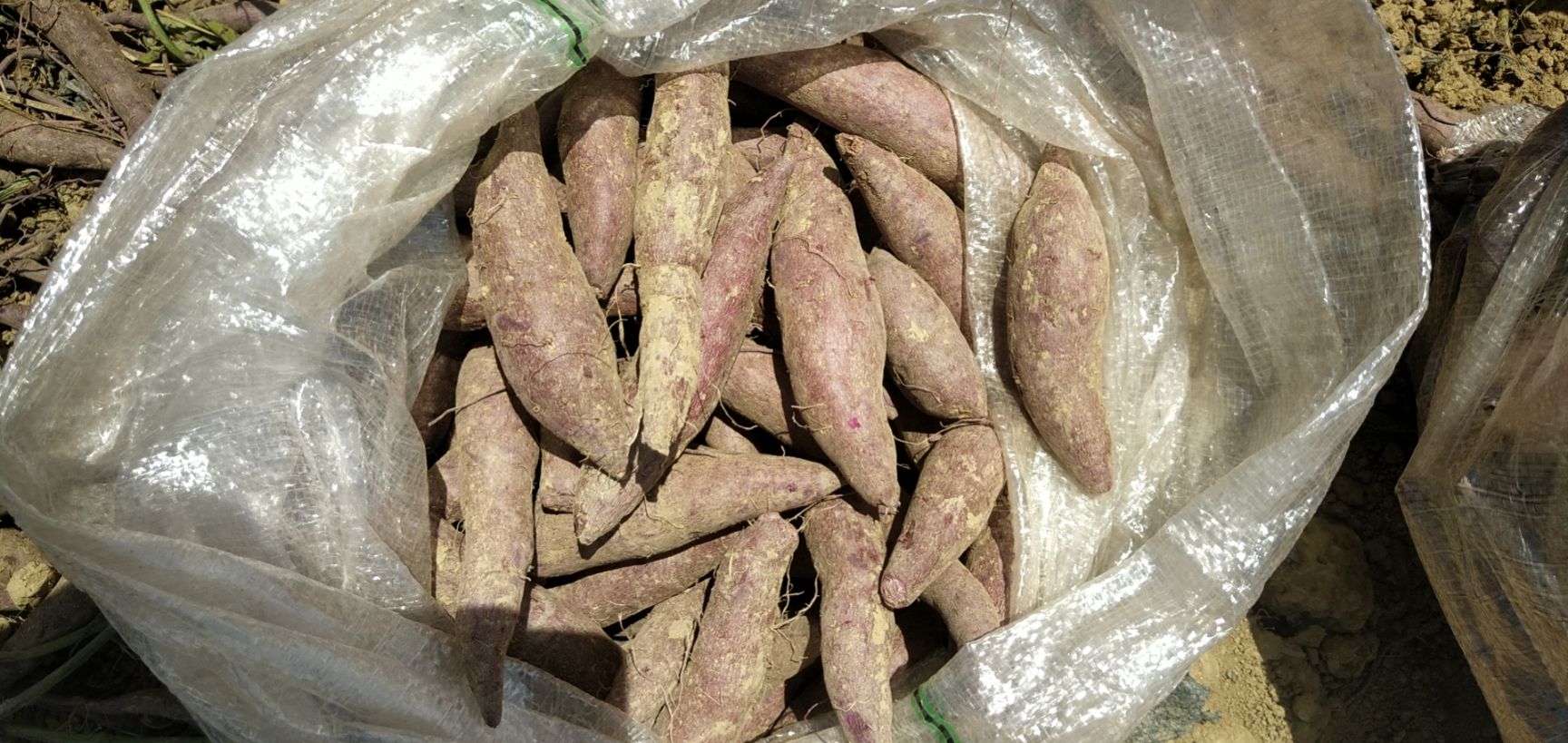  红薯(地瓜) 桂经8号，没虫眼，没苦味，品优价惠，欢迎下单