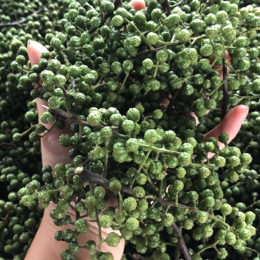 洪雅县 精品鲜藤椒