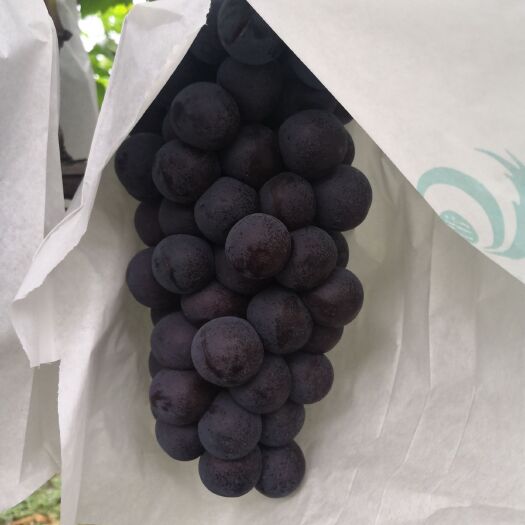 渭南 陕西夏黑葡萄大量上市