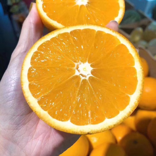 广州南非橙  大量到货，一手货源
