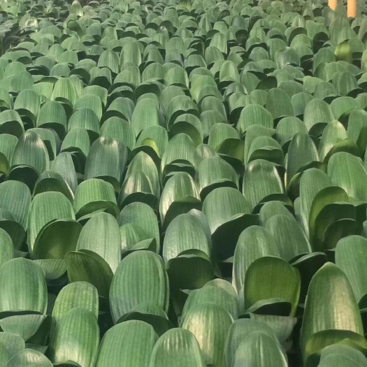 漳平市 君子兰盆栽 基地批发